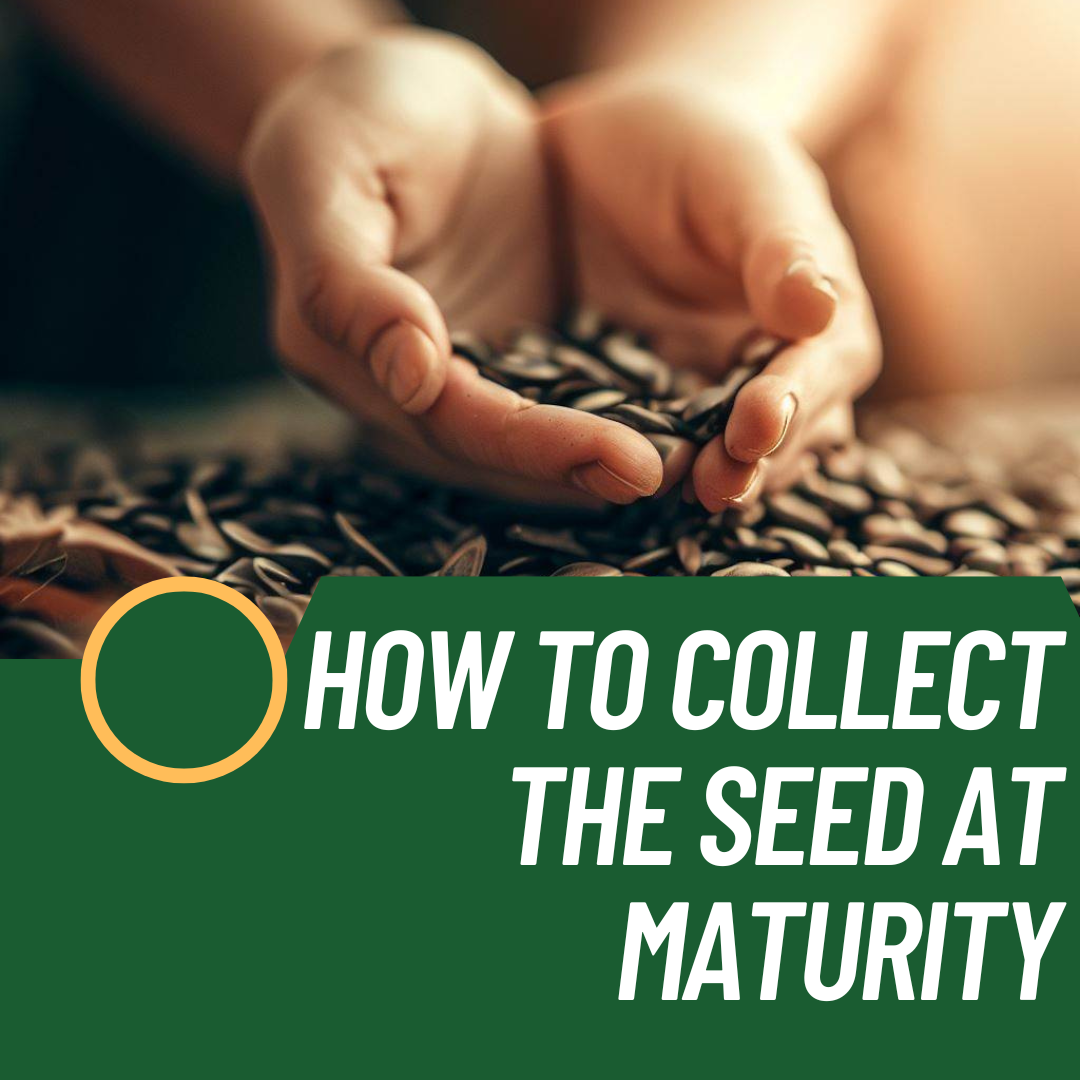 how-to-Collect-the-seed-at-maturity-studynoteshouse.com